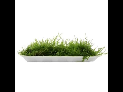 Java Moss Super Portion