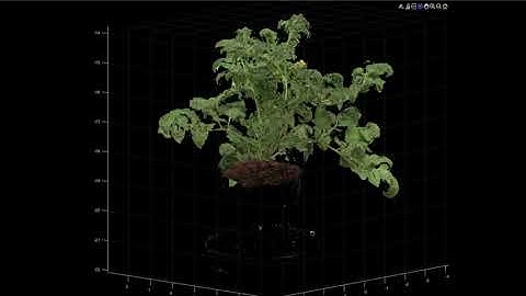 3D reconstruction of a leafy tomato plant.