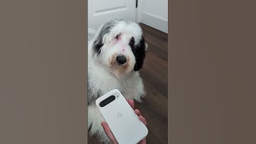 Pings, alerts & sounds, oh my! How do you keep your Pixel: Volume up🔊, vibrate only📳, or on mute 🔕?