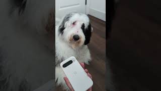 Download Lagu Pings, alerts \u0026 sounds, oh my! How do you keep your Pixel: Volume up🔊, vibrate only📳, or on mute 🔕? MP3