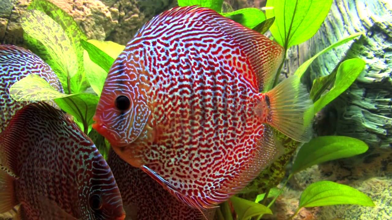 Αποτέλεσμα εικόνας για Leopard Snakeskin Red Spotted Discus