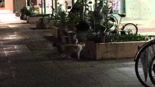 Two Stray Cats in Kyoto Yelling at Each Other