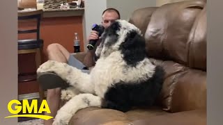 Sheepadoodle puts up a fuss when owner stops massaging him l GMA