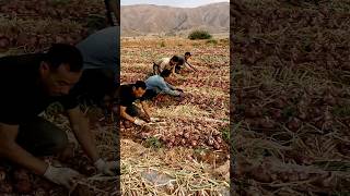 Onion Digging Competition satisfying agriculture