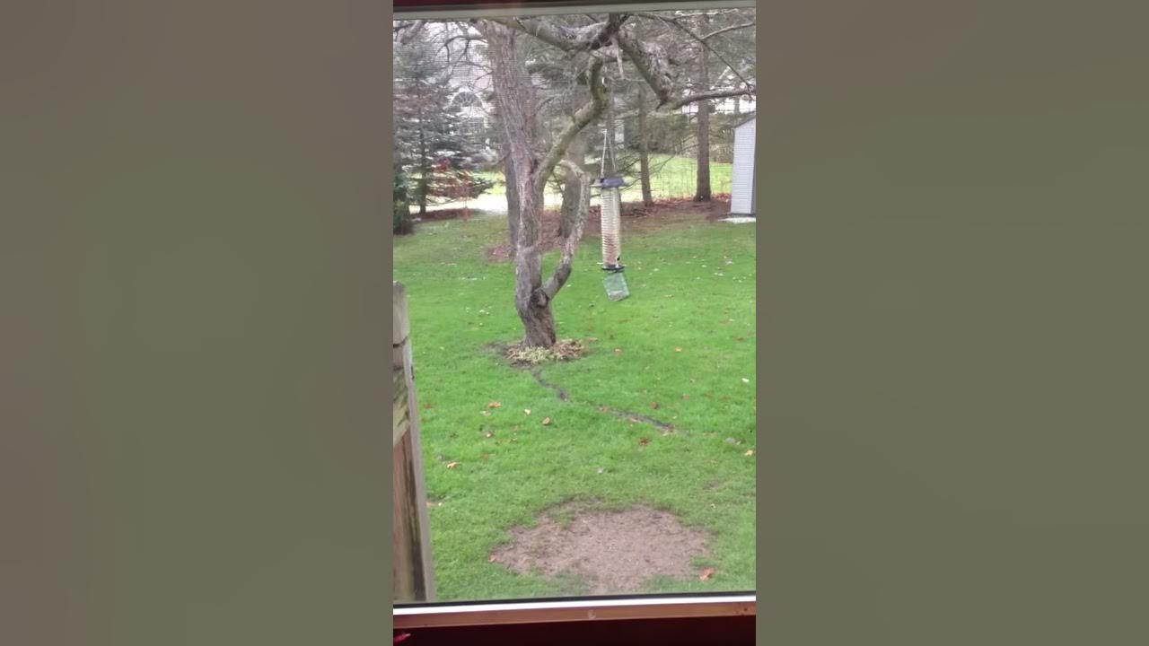 Squirrel zapper YouTube