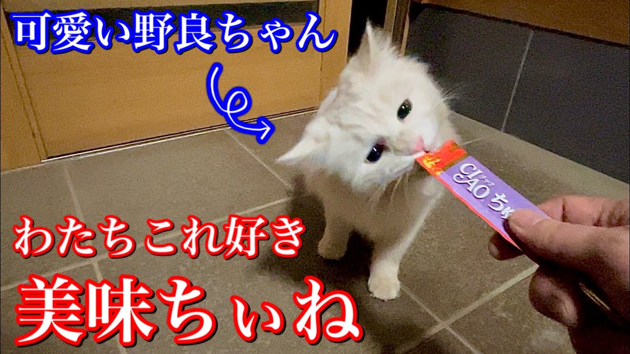 遊んで食べて遊んで食べる天使のような可愛い野良猫 Youtube