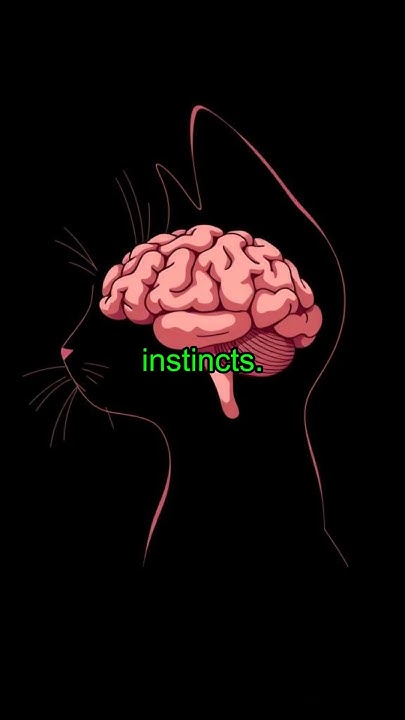 What Does A Cat s Slow Blink Mean The Secret Behind It cats what-does-a-cat-s-slow-blink-mean-the-secret-behind-it-cats