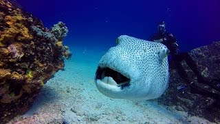 Seychelles Underwater / Diving