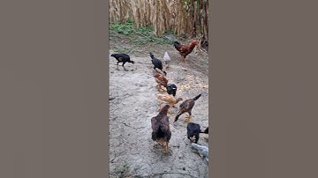 gà rừng mã vàng.qaib qus daj