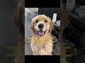 That’s when I realized I was doing it wrong… #usa #usashorts #puppy #ad #sponsored