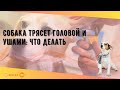 Собака трясет головой и ушами: что делать