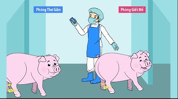 BAN QUẢN LÝ AN TOAN THỰC PHẨM - TRUY XUAT NGUON GOC THIT HEO