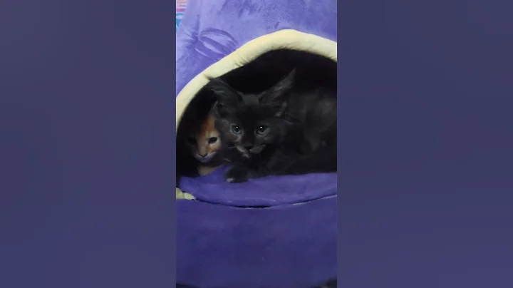 Video 11728561: fluffy maine coon kitten, maine coon kitten enjoys, little maine coon kitten, adorable maine coon kitten, maine coon house, baby maine coon