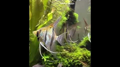 قال تعالى : ( بل الله فاعبد وكن من الشاكرين ) سورة الزمر