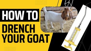 Drenching Goats (THE PROPER WAY)!!