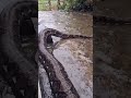 폭우에 잠긴 은신처를 피해.🫩🐍💧거대한 비단뱀은 결국 길 위로 올라왔다. Heavy rain flooded its den… the python ended up on the road