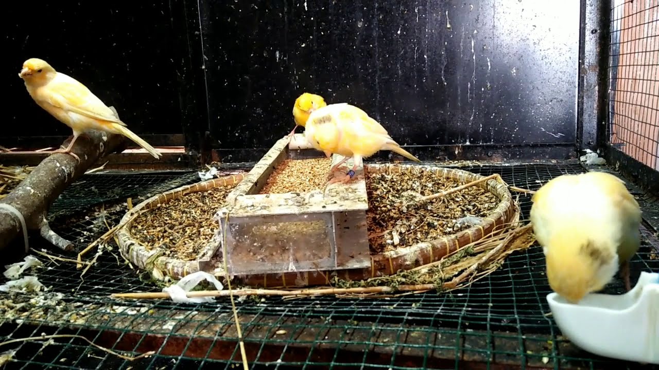 senangnya beternak burung kenari.#kicaumania 