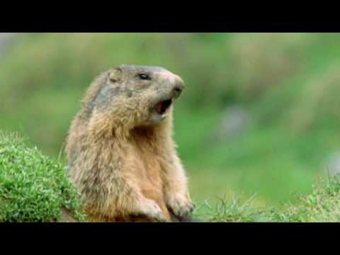 Marmot Chipmunk Alan