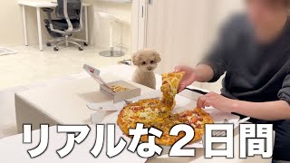 犬としか会話してない一人暮らし社会人男の週末【トイプードル】