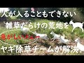 忙しいメェー！！人が入ることもできない雑草だらけの荒地をヤギ除草チームが解決！