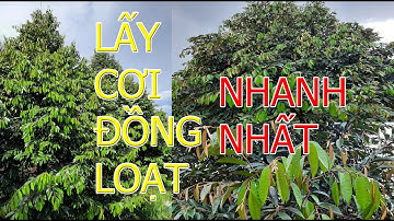 Cách lấy cơi đọt đồng loạt để làm bông sầu riêng nhanh và hiệu quả nhất.