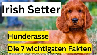 Irish Setter Hunderasse 🐶 Die 7 wichtigsten Fakten im Hundeportrait by Hundefantastisch 1,006 views 9 months ago 8 minutes, 38 seconds