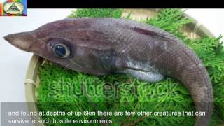 25 Most Terrifying Deep Sea Creatures