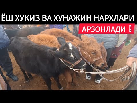 ЁШ ХУКИЗ ВА ХУНАЖИН НАРХЛАРИ БУГУН ЖУДА КУП МОЛ ТУШУБДИ ХОРАЗМ ХАЗАРАСП МОЛ БОЗОРИ 26 ЯНВАРЬ 2025 Г.