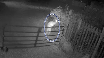 Reolink Captures: Deer VS Locked Gate