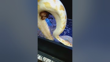 Albino Burmese python handling tips and tricks with kpreptiles 💯