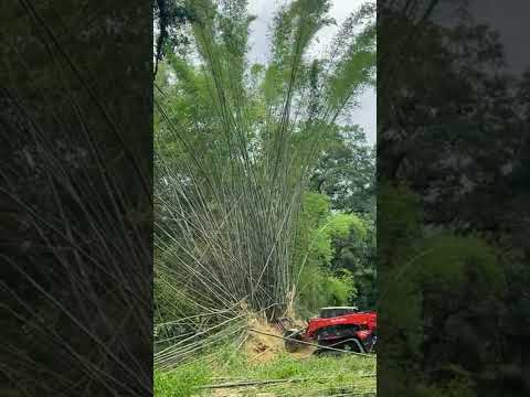 Forestry mulcher vs