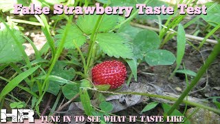 ⟹ FALSE STRAWBERRY | Duchesnea indica | Are they poisonous