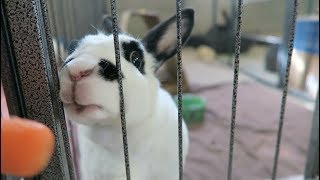 Sweet Bunnies Rescued by Harvest Home Animal Sanctuary