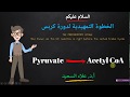 Preparatory Step Of Krebs Cycle الخطوة التمهيدية لدورة كربس 