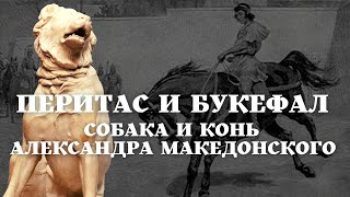 Рассказы кокер-спаниеля Фрейи - о собаке и коне Александра Македонского / Уроки / Истории на ночь /