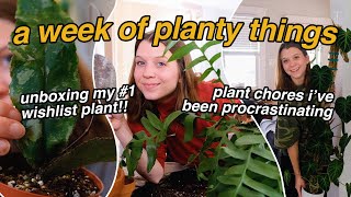 finally doing plant chores i've been procrastinating & unboxing my #1 wishlist plant!