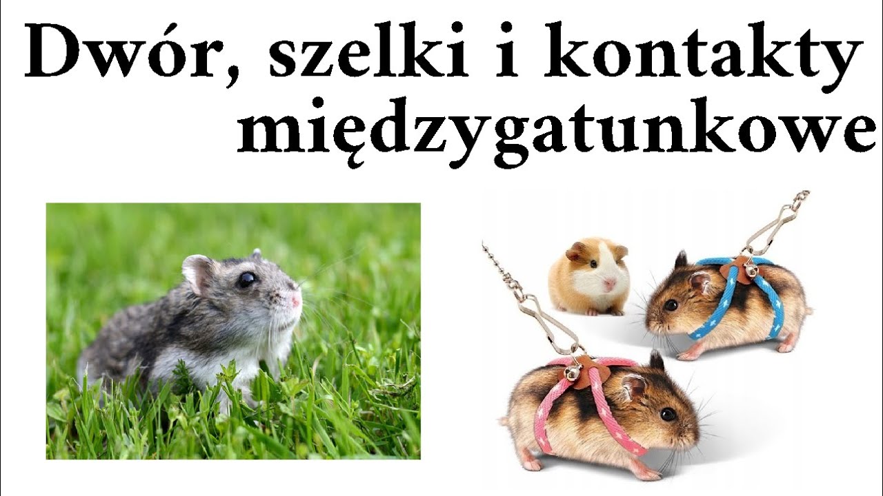 Czy wychodzenie z chomikiem na dwór jest dobrą decyzją?+ Szelki i