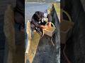 Survival Fishing Skills at Village Life!! Catching Two Big Eel Fish #survivalfishing #eelcatch