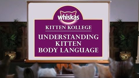 Understanding Kitten Body Language and Communication : Kitten Kollege