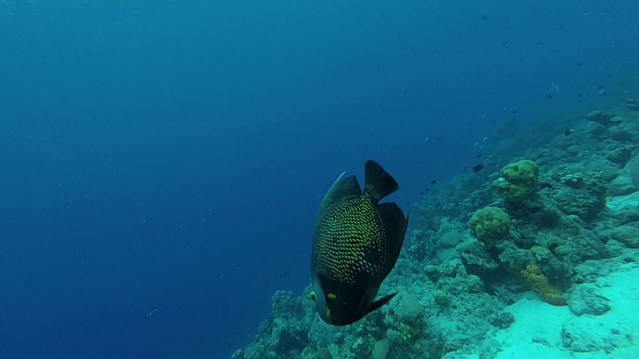 diving in Bonaire YouTube