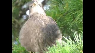 Cute Young Starling in Conifer Tree