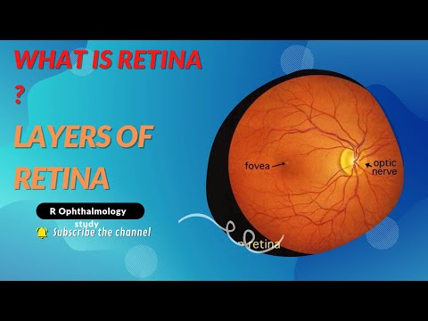 Vidéo: Où est l'ora serrata retinae ?