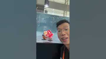 Triễn lãm trưng bày toàn siêu phẩm cá vàng. #ranchu#cavang#hangtuyen#sieupham