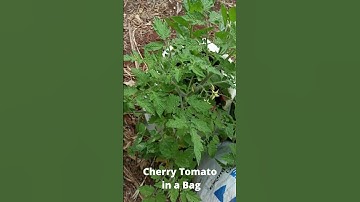 Now wait for the red fruits. Cherry Tomato Grown in Bags #Shorts