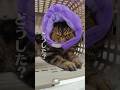 大事な話しをする猫#エキゾチックショートヘア