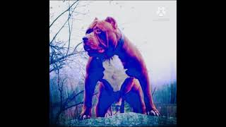 Hulk Pitbull Whatsapp Status