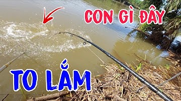 Câu Cá Sông Bé Lâu Lâu Tái Xuất Đụng Ổ Cá Tra Khủng Kéo Cần Lia Lịa Thấy Mê