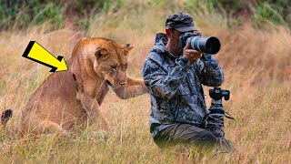 Lioness Approaches Photographer—He Sees Why And Drops His Camera