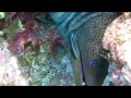 2016 Egypt Red Sea Snake Moray Diving