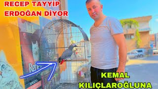 KÜFÜRBAZ PAPAĞAN , KONUŞAN PAPAĞAN , KONUŞAN JAKO PAPAĞANI , ZEKAYA BAKAR MISINIZ ?